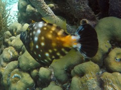 Whitespot Filefish (12
